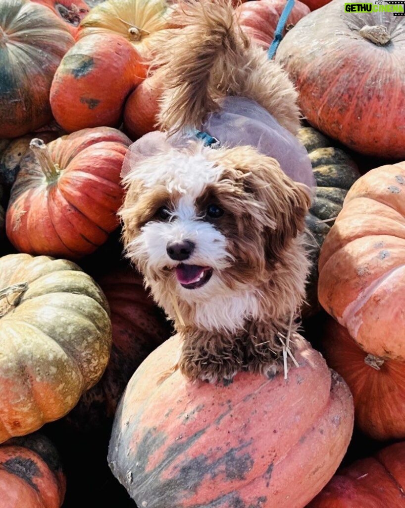 Jessica St. Clair Instagram - Cavapoo on a pumpkin! 🎃🐶🎃@cookiecalicavapoo