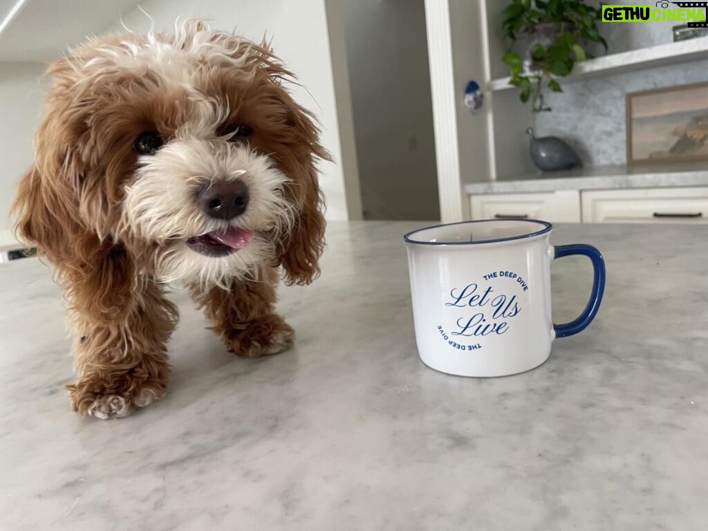 Jessica St. Clair Instagram - Come on, Cookie, push that merch! Mugs back in stock! Link in bio. @kinshipgoods