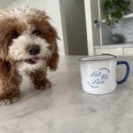 Jessica St. Clair Instagram - Come on, Cookie, push that merch! Mugs back in stock! Link in bio. @kinshipgoods