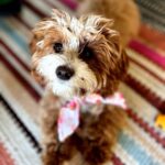 Jessica St. Clair Instagram - Cookie visits Aunt Lala, aka @lennonparham. She loves the laid back vibe on the East Side! @cookiecalicavapoo