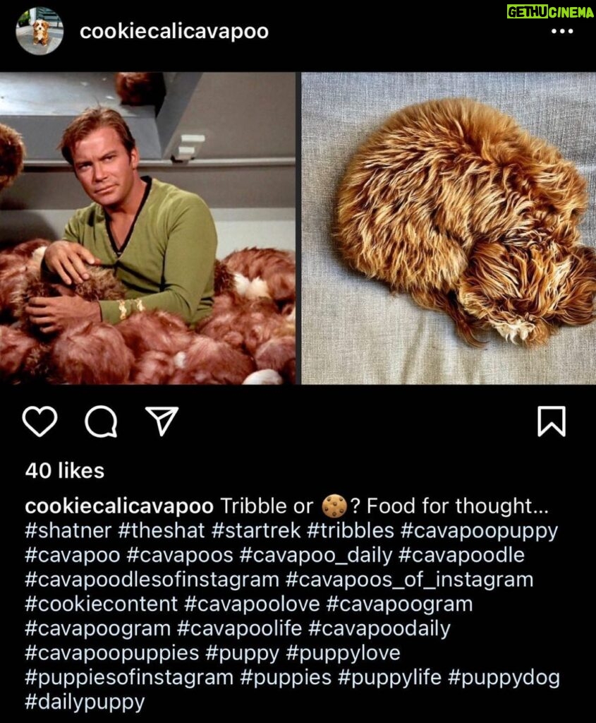 Jessica St. Clair Instagram - If you aren't following @cookiecalicavapoo are you really living?