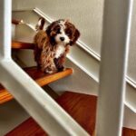 Jessica St. Clair Instagram - Cookie now has her OWN Instagram account @cookiecalicavapoo! Dan and I are trying to figure out more ways to avoid writing and this is one of them! Follow along for daily #cookiecontent!