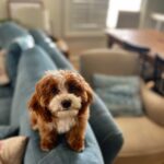 Jessica St. Clair Instagram - Cookie content @pawtastic.doodles