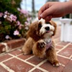 Jessica St. Clair Instagram - Outtake @cavapoosofinstagram #cookiecontent