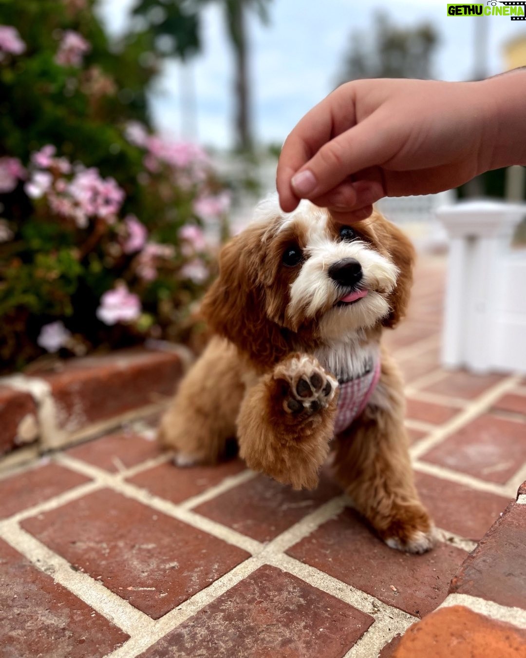 Jessica St. Clair Instagram - Outtake @cavapoosofinstagram #cookiecontent