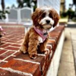 Jessica St. Clair Instagram - New haircut! #cookiecontent @pawtastic.doodles
