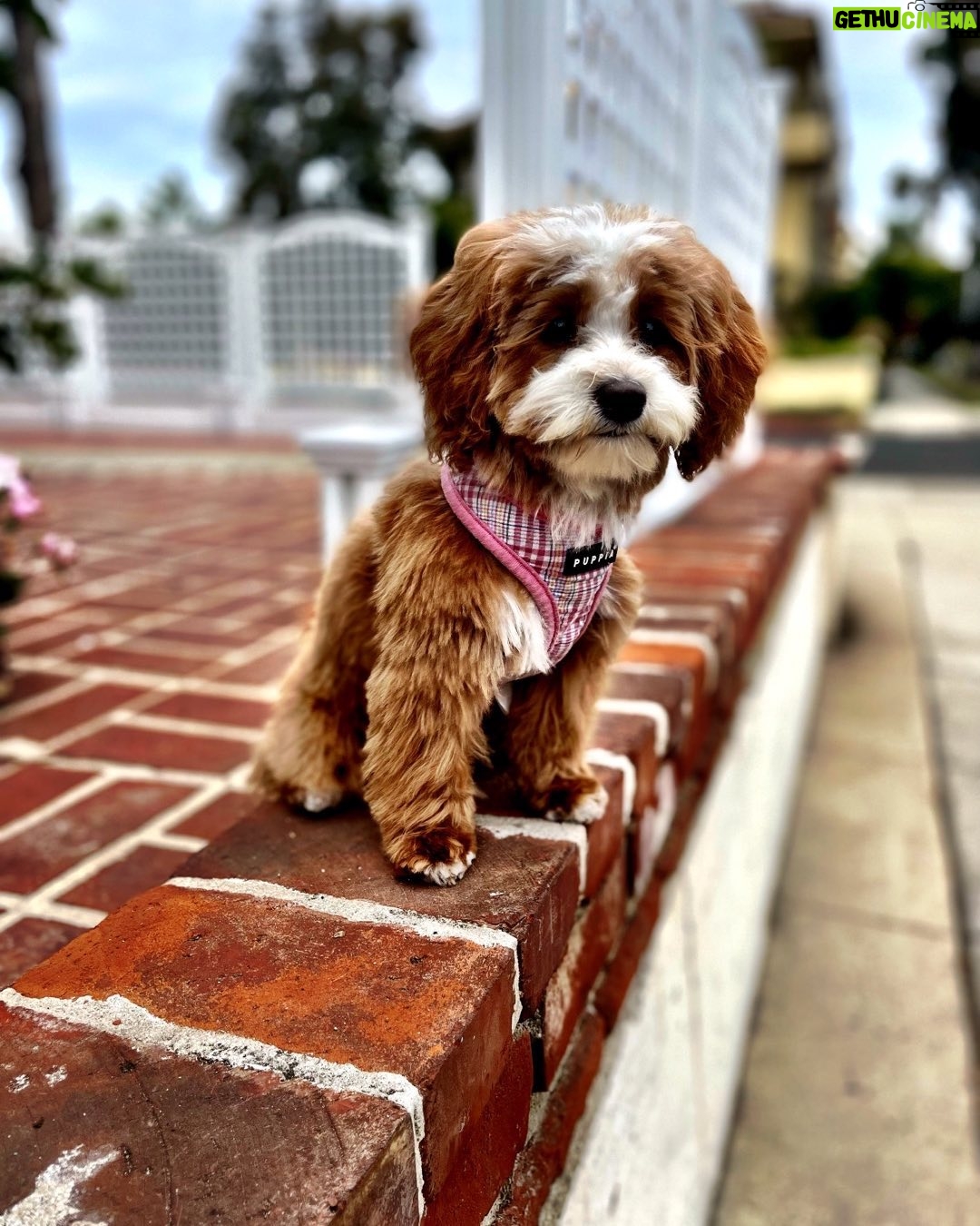 Jessica St. Clair Instagram - New haircut! #cookiecontent @pawtastic.doodles