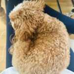 Jessica St. Clair Instagram - My writing partner is so lazy.