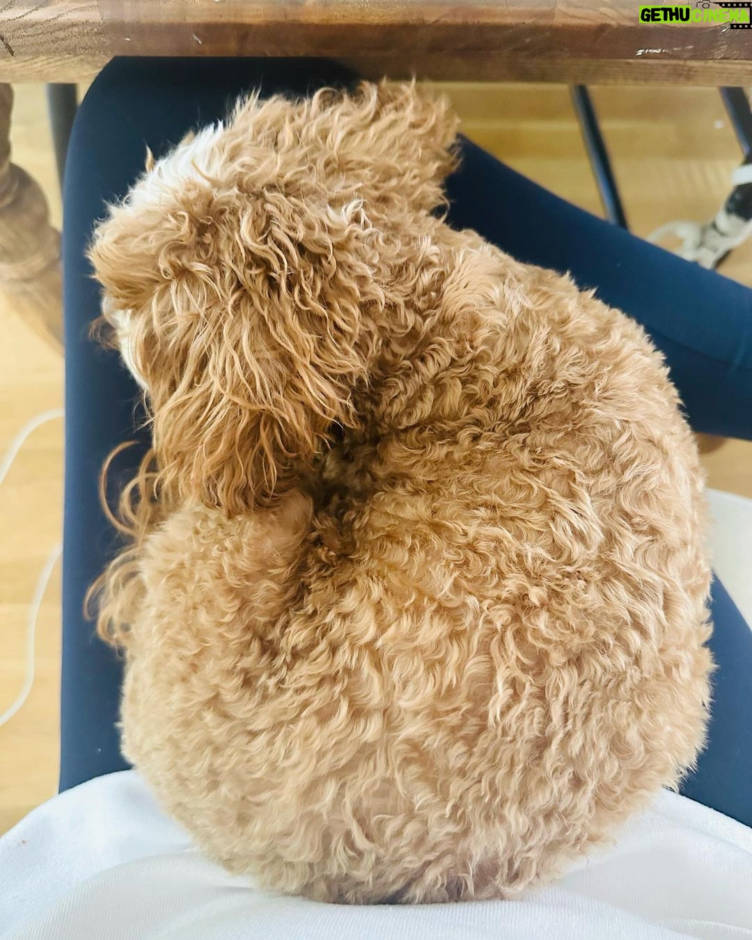Jessica St. Clair Instagram - My writing partner is so lazy.