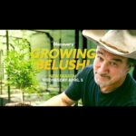 Jim Belushi Instagram – The new season premieres April 5 at 9 p.m. ET/PT on @discovery channel!!!