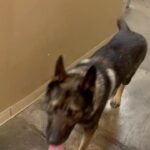 Jim Belushi Instagram – Don’t forget my little buddy! 🐕 Thank you New Mexico!!