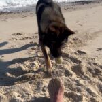 Jim Belushi Instagram – Dog days of summer!