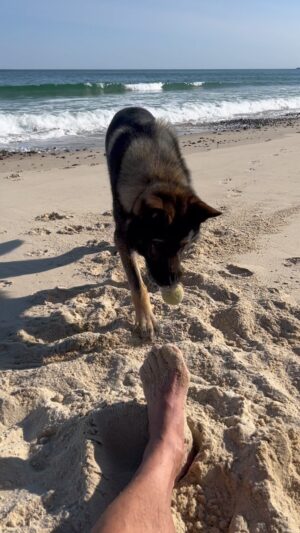 Jim Belushi Instagram - Dog days of summer!