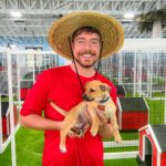 Jimmy Donaldson Instagram - We rescued 100 abandoned dogs from the streets and kill shelters then ran a statewide campaign to find them a home :D