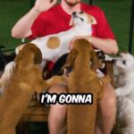 Jimmy Donaldson Instagram - We found 100 abandoned dogs and tried to get them all adopted in tomorrow’s video :D