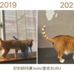 Joanne Missingham Instagram - 有在收看嘉嘉老師GO的同學們一定都對我們的貓老闆Bubu不陌生～別看Bubu現在可以擋住半個棋盤的胖胖身軀，其實之前也是營養不良的浪浪，直到有一天被同事抱回辦公室細心餵食與照顧，才開啟Bubu的貓老闆之路～🐈 毛小孩要獲得足夠的營養，才能擁有健康的毛皮與100分的肉球～ 這次受邀參與 @sofydog_ig 所舉辦的【#go浪毛孩都有100分肉球】創作者公益聯名活動Sofydog聯名捐贈給浪浪單位的飼料都是 @gosolutions.tw 的 go! 全方位天然糧，他的特色是選用來自紐西蘭、加拿大、北美的鮮食級肉類，並調配出5大食譜，分別是低脂關節保健、腸胃保健、低致敏、高肉量、皮毛保健系列，來滿足毛小孩的各種需求～ 他們在美國寵物照護雜誌(WDJ)中也連年獲得推薦，並超過15年無召回紀錄，在飼料界方面可以說是安心首選～ 藉由這次的響應活動，想邀請大家跟我一起持續關注動物議題～希望所有流浪貓狗都可以找到牠們的新家，浪愛延續下去❤️ #go浪毛孩都有100分肉球 #創作者公益 #sofydog #蘇菲狗 #浪浪 #公益 #飼料 #go飼料