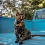 John Colaneri Instagram - The past couple of days have been tough for our family since we had to say goodbye to our family cat Luna. Almost 8 years ago Jenn rescued her after the original owners passed away. I was 100% against bringing home a grown cat since I had no clue what to expect. Luna was the most loving cat I have ever been around. She would always want her belly rubbed (literally fell on her side) snuggled up to us when we got in bed, and would be at my feet every morning when I would leave for the gym. She became part of our family and loved to be around us at all times. I will never forget all the great memories we have had with her. I never thought I would get this emotional over a cat, but she completed our family and gave us some great memories. Rest in peace Luna girl ❤️.