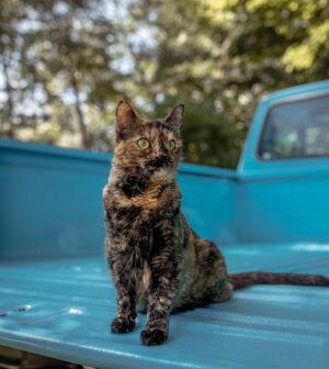 John Colaneri Instagram - The past couple of days have been tough for our family since we had to say goodbye to our family cat Luna.  Almost 8 years ago Jenn rescued her after the original owners passed away. I was 100% against bringing home a grown cat since I had no clue what to expect.  Luna was the most loving cat I have ever been around. She would always want her belly rubbed (literally fell on her side) snuggled up to us when we got in bed, and would be at my feet every morning when I would leave for the gym.  She became part of our family and loved to be around us at all times.  I will never forget all the great memories we have had with her. I never thought I would get this emotional over a cat, but she completed our family and gave us some great memories.  Rest in peace Luna girl ❤️.