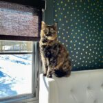 John Colaneri Instagram - The past couple of days have been tough for our family since we had to say goodbye to our family cat Luna. Almost 8 years ago Jenn rescued her after the original owners passed away. I was 100% against bringing home a grown cat since I had no clue what to expect. Luna was the most loving cat I have ever been around. She would always want her belly rubbed (literally fell on her side) snuggled up to us when we got in bed, and would be at my feet every morning when I would leave for the gym. She became part of our family and loved to be around us at all times. I will never forget all the great memories we have had with her. I never thought I would get this emotional over a cat, but she completed our family and gave us some great memories. Rest in peace Luna girl ❤️.