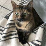 John Colaneri Instagram - The past couple of days have been tough for our family since we had to say goodbye to our family cat Luna. Almost 8 years ago Jenn rescued her after the original owners passed away. I was 100% against bringing home a grown cat since I had no clue what to expect. Luna was the most loving cat I have ever been around. She would always want her belly rubbed (literally fell on her side) snuggled up to us when we got in bed, and would be at my feet every morning when I would leave for the gym. She became part of our family and loved to be around us at all times. I will never forget all the great memories we have had with her. I never thought I would get this emotional over a cat, but she completed our family and gave us some great memories. Rest in peace Luna girl ❤️.