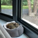 John Colaneri Instagram - The past couple of days have been tough for our family since we had to say goodbye to our family cat Luna. Almost 8 years ago Jenn rescued her after the original owners passed away. I was 100% against bringing home a grown cat since I had no clue what to expect. Luna was the most loving cat I have ever been around. She would always want her belly rubbed (literally fell on her side) snuggled up to us when we got in bed, and would be at my feet every morning when I would leave for the gym. She became part of our family and loved to be around us at all times. I will never forget all the great memories we have had with her. I never thought I would get this emotional over a cat, but she completed our family and gave us some great memories. Rest in peace Luna girl ❤️.