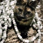 John Colaneri Instagram - The past couple of days have been tough for our family since we had to say goodbye to our family cat Luna. Almost 8 years ago Jenn rescued her after the original owners passed away. I was 100% against bringing home a grown cat since I had no clue what to expect. Luna was the most loving cat I have ever been around. She would always want her belly rubbed (literally fell on her side) snuggled up to us when we got in bed, and would be at my feet every morning when I would leave for the gym. She became part of our family and loved to be around us at all times. I will never forget all the great memories we have had with her. I never thought I would get this emotional over a cat, but she completed our family and gave us some great memories. Rest in peace Luna girl ❤️.