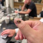 John Dolmayan Instagram – This Bee has been sitting on my thumb for 20 min , then there’s @shavoodadjian who has been card dead for an hour