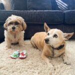 John Iadarola Instagram – New pack member incoming…