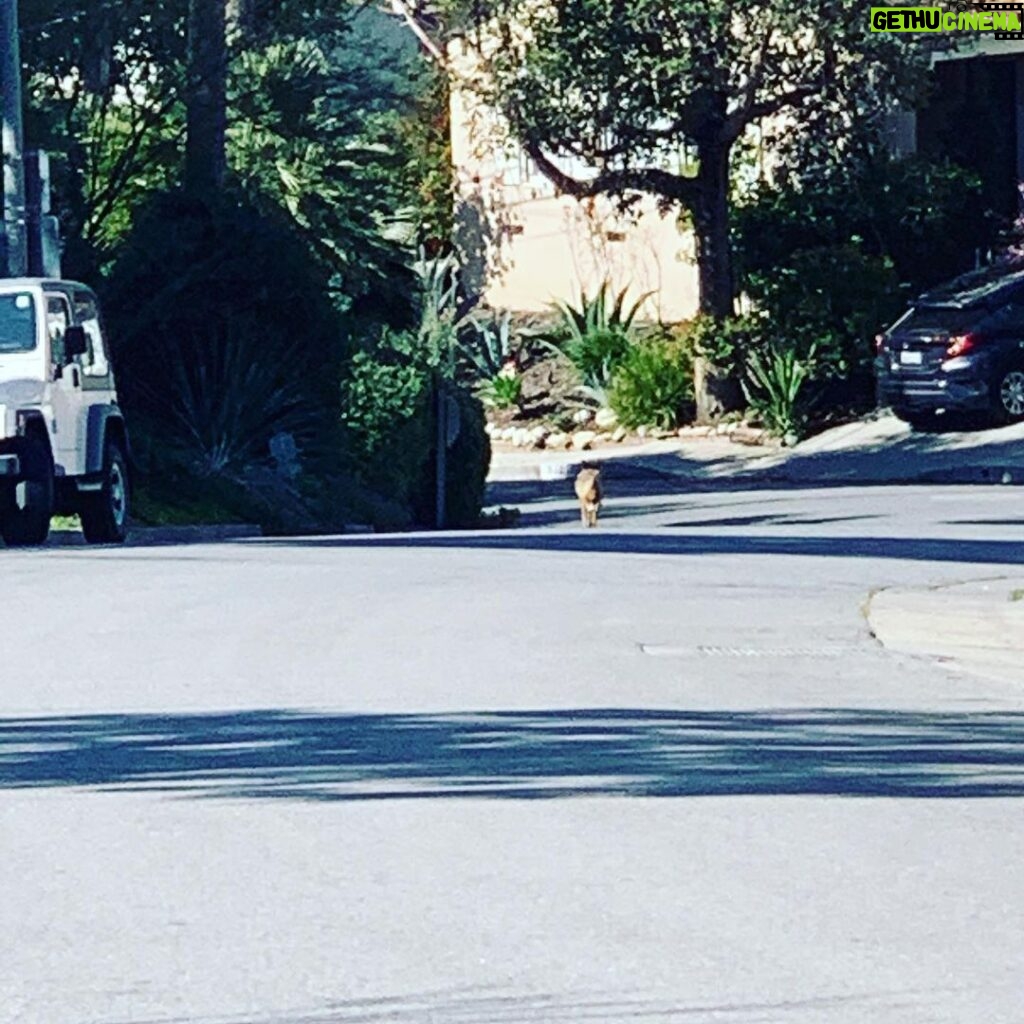 Jon Lajoie Instagram - Things were already feeling pretty post-apocalyptic before running into a coyote just chilling in the middle of a normally busy LA street, in the middle of the day. Maybe he’s just social distancing from his pack like the rest of us? Good coyote. Los Angeles, California