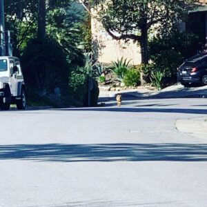 Jon Lajoie Instagram - Things were already feeling pretty post-apocalyptic before running into a coyote just chilling in the middle of a normally busy LA  street, in the middle of the day. Maybe he’s just social distancing from his pack like the rest of us? Good coyote.