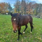 Judith Rakers Instagram - Kleiner Charlie… Wird immer größer… Er ist jetzt fast zwei einhalb Jahre alt ❤️ #grosserkleinerGefährte #charliechocolate #holsteinerhorse
