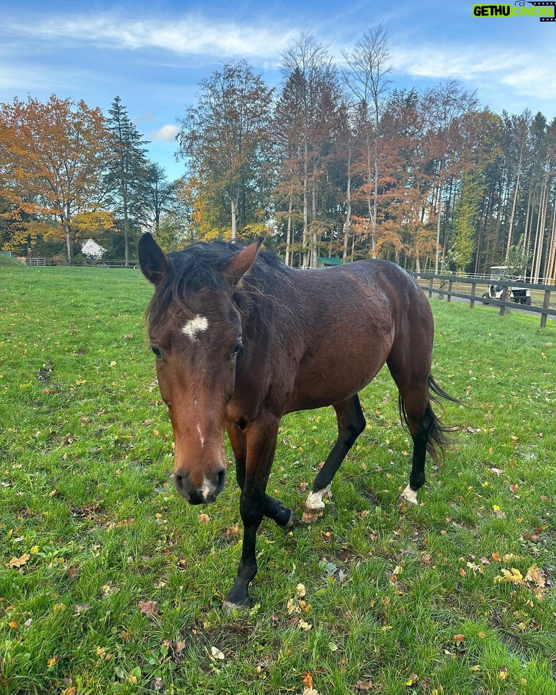 Judith Rakers Instagram - Kleiner Charlie… Wird immer größer… Er ist jetzt fast zwei einhalb Jahre alt ❤️ #grosserkleinerGefährte #charliechocolate #holsteinerhorse