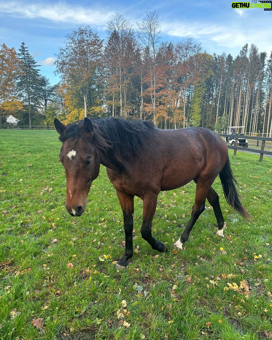 Judith Rakers Instagram - Kleiner Charlie… Wird immer größer… Er ist jetzt fast zwei einhalb Jahre alt ❤️ #grosserkleinerGefährte #charliechocolate #holsteinerhorse