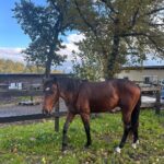 Judith Rakers Instagram - Kleiner Charlie… Wird immer größer… Er ist jetzt fast zwei einhalb Jahre alt ❤️ #grosserkleinerGefährte #charliechocolate #holsteinerhorse