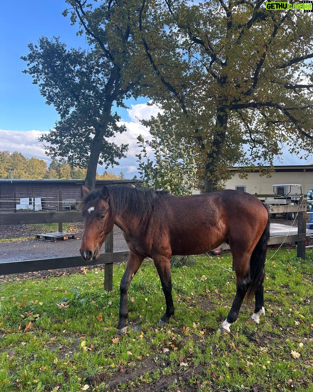 Judith Rakers Instagram - Kleiner Charlie… Wird immer größer… Er ist jetzt fast zwei einhalb Jahre alt ❤️ #grosserkleinerGefährte #charliechocolate #holsteinerhorse