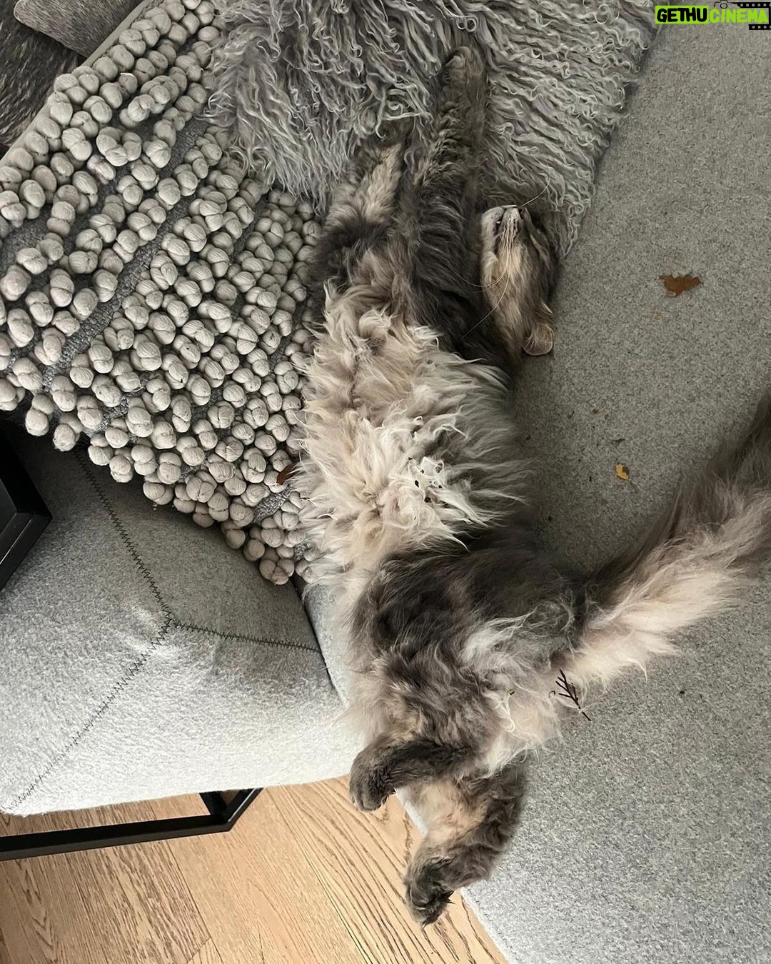 Judith Rakers Instagram - Ich bin mir nicht sicher, ob das wirklich normal ist 😂 #jacktheswiffer #sleepingswiffer