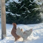 Judith Rakers Instagram - Heute auf der kleinen Farm im Winter-Wonderland… Die Chicken-Gang stapft durch den Schnee. Mit nackten Füßen. 🙈😄🩵 Kalt wird ihnen deshalb aber nicht. Robuste Rassen können locker bis zu minus 20 Grad aushalten ohne zu frieren. Sie brauchen aber einen überdachten Bereich zum Scharren und einen trockenen Stall. Eine kleine Wärmeplatte sorgt dafür, dass das Trinkwasser in ihrer Tränke nicht einfriert. Und schon hat man glückliche Winterfederfreunde. In Magazin habe ich einen ganzen Artikel zu dem Thema für euch. Schaut gerne unter https://homefarming.de/huehner/winterfit/ #homefarming #meinekleineFarm #hühnerliebe #hühnerimgarten
