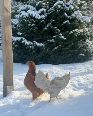Judith Rakers Instagram - Heute auf der kleinen Farm im Winter-Wonderland… Die Chicken-Gang stapft durch den Schnee. Mit nackten Füßen. 🙈😄🩵 Kalt wird ihnen deshalb aber nicht. Robuste Rassen können locker bis zu minus 20 Grad aushalten ohne zu frieren. Sie brauchen aber einen überdachten Bereich zum Scharren und einen trockenen Stall. Eine kleine Wärmeplatte sorgt dafür, dass das Trinkwasser in ihrer Tränke nicht einfriert. Und schon hat man glückliche Winterfederfreunde. In Magazin habe ich einen ganzen Artikel zu dem Thema für euch. Schaut gerne unter  https://homefarming.de/huehner/winterfit/ #homefarming #meinekleineFarm #hühnerliebe #hühnerimgarten