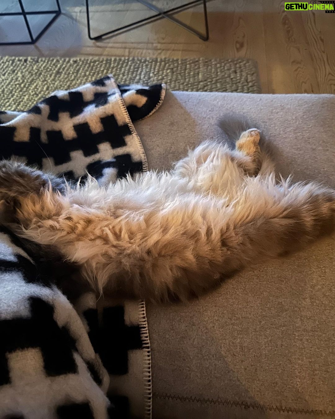 Judith Rakers Instagram - Was ist das? A) ein Flokati B) ein geplatztes Kissen C) der Swiffer von unten #farmrätsel #gattungflauschsovielstehtfest