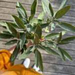 Judith Rakers Instagram - Wenn es doch bis zu euch duften könnte… der Salbei im Kräuterbeet ist einfach ein Fest für alle Sinne und hier kommt eine ganz schnelle und einfache Zubereitungsidee: Butter in der Pfanne schmelzen, Knoblauchzehe hineindrücken, Salbeiblätter dazugeben. Derweil Spaghetti al dente kochen. Zur Salbeibutter in die Pfanne tun, durchmischen, Salz und Pfeffer dazu, Parmesan hobeln und ab auf den Tisch mit der Pfanne (wir sind da handfest im Farmteam ;-) Sooo lecker. Ich kann meinen Farmengeln zwar keine Kantine bieten oder schicke Lunch-Restaurants in der Nachbarschaft, aber dafür einen leckeren Garten :-) #homefarming #farmteam #salbei #homegrownfood #machsdirleckerzuhause #leckerarbeiten