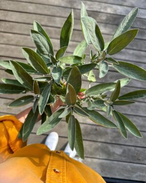 Judith Rakers Instagram - Wenn es doch bis zu euch duften könnte… der Salbei im Kräuterbeet ist einfach ein Fest für alle Sinne und hier kommt eine ganz schnelle und einfache Zubereitungsidee: Butter in der Pfanne schmelzen, Knoblauchzehe hineindrücken, Salbeiblätter dazugeben. Derweil Spaghetti al dente kochen. Zur Salbeibutter in die Pfanne tun, durchmischen, Salz und Pfeffer dazu, Parmesan hobeln  und ab auf den Tisch mit der Pfanne (wir sind da handfest im Farmteam ;-) Sooo lecker. Ich kann meinen Farmengeln zwar keine Kantine bieten oder schicke Lunch-Restaurants in der Nachbarschaft, aber dafür einen leckeren Garten :-) #homefarming #farmteam #salbei #homegrownfood #machsdirleckerzuhause #leckerarbeiten