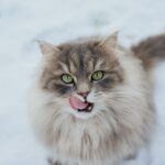 Judith Rakers Instagram - Jack Snow. Alias Jack the Swiffer…. flausching in the snow… 🩵🩶🤍 #meinekleineFarm #jacktheswiffer
