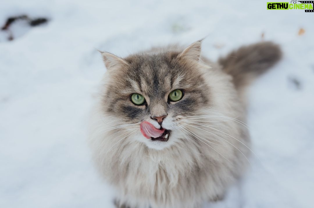 Judith Rakers Instagram - Jack Snow. Alias Jack the Swiffer…. flausching in the snow… 🩵🩶🤍 #meinekleineFarm #jacktheswiffer