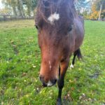 Judith Rakers Instagram - Kleiner Charlie… Wird immer größer… Er ist jetzt fast zwei einhalb Jahre alt ❤️ #grosserkleinerGefährte #charliechocolate #holsteinerhorse