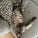 Judith Rakers Instagram – Ich bin mir nicht sicher, ob das wirklich normal ist 😂 #jacktheswiffer #sleepingswiffer