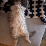 Judith Rakers Instagram - Was ist das? A) ein Flokati B) ein geplatztes Kissen C) der Swiffer von unten #farmrätsel #gattungflauschsovielstehtfest