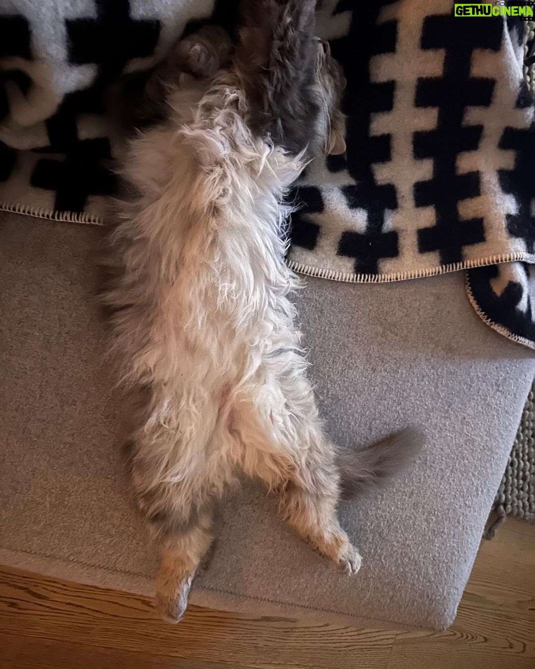 Judith Rakers Instagram - Was ist das? A) ein Flokati B) ein geplatztes Kissen C) der Swiffer von unten #farmrätsel #gattungflauschsovielstehtfest