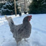 Judith Rakers Instagram - Heute auf der kleinen Farm im Winter-Wonderland… Die Chicken-Gang stapft durch den Schnee. Mit nackten Füßen. 🙈😄🩵 Kalt wird ihnen deshalb aber nicht. Robuste Rassen können locker bis zu minus 20 Grad aushalten ohne zu frieren. Sie brauchen aber einen überdachten Bereich zum Scharren und einen trockenen Stall. Eine kleine Wärmeplatte sorgt dafür, dass das Trinkwasser in ihrer Tränke nicht einfriert. Und schon hat man glückliche Winterfederfreunde. In Magazin habe ich einen ganzen Artikel zu dem Thema für euch. Schaut gerne unter https://homefarming.de/huehner/winterfit/ #homefarming #meinekleineFarm #hühnerliebe #hühnerimgarten
