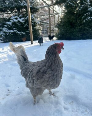 Judith Rakers Instagram - Heute auf der kleinen Farm im Winter-Wonderland… Die Chicken-Gang stapft durch den Schnee. Mit nackten Füßen. 🙈😄🩵 Kalt wird ihnen deshalb aber nicht. Robuste Rassen können locker bis zu minus 20 Grad aushalten ohne zu frieren. Sie brauchen aber einen überdachten Bereich zum Scharren und einen trockenen Stall. Eine kleine Wärmeplatte sorgt dafür, dass das Trinkwasser in ihrer Tränke nicht einfriert. Und schon hat man glückliche Winterfederfreunde. In Magazin habe ich einen ganzen Artikel zu dem Thema für euch. Schaut gerne unter  https://homefarming.de/huehner/winterfit/ #homefarming #meinekleineFarm #hühnerliebe #hühnerimgarten