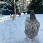 Judith Rakers Instagram - Heute auf der kleinen Farm im Winter-Wonderland… Die Chicken-Gang stapft durch den Schnee. Mit nackten Füßen. 🙈😄🩵 Kalt wird ihnen deshalb aber nicht. Robuste Rassen können locker bis zu minus 20 Grad aushalten ohne zu frieren. Sie brauchen aber einen überdachten Bereich zum Scharren und einen trockenen Stall. Eine kleine Wärmeplatte sorgt dafür, dass das Trinkwasser in ihrer Tränke nicht einfriert. Und schon hat man glückliche Winterfederfreunde. In Magazin habe ich einen ganzen Artikel zu dem Thema für euch. Schaut gerne unter https://homefarming.de/huehner/winterfit/ #homefarming #meinekleineFarm #hühnerliebe #hühnerimgarten